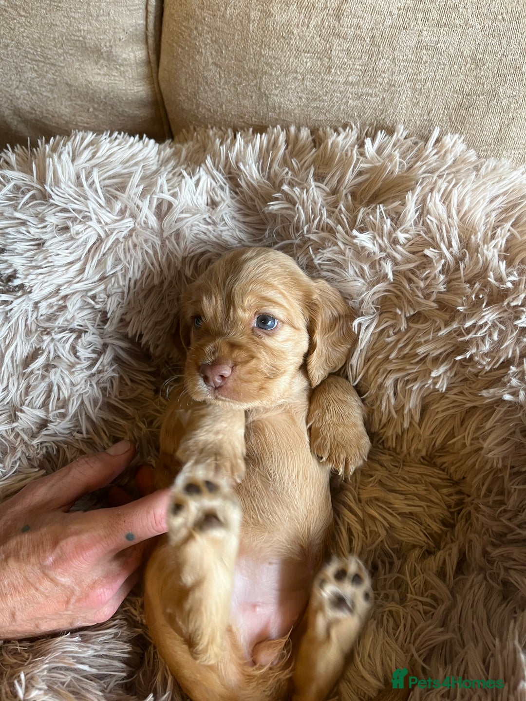 Cocker Spaniel dogs for sale: Beautiful Cocker Spaniels  - Image 9