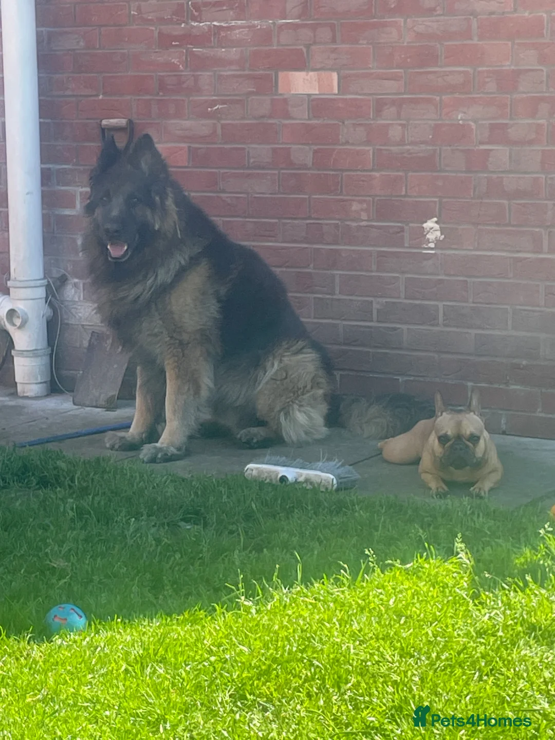 French Bulldog dogs for sale: Prince and princess  - Advert 1