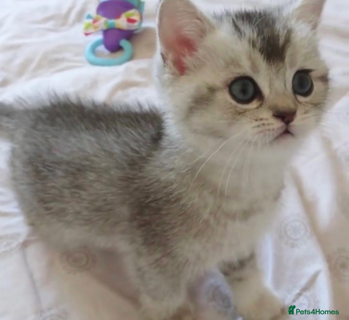 British Shorthair cats Rare Blue/Silver British Shorthair Kittens - Advert 11