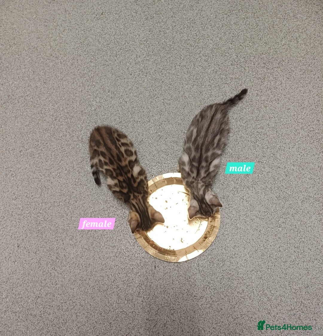 Mixed Breed cats for sale: Bengal beauties - Image 4