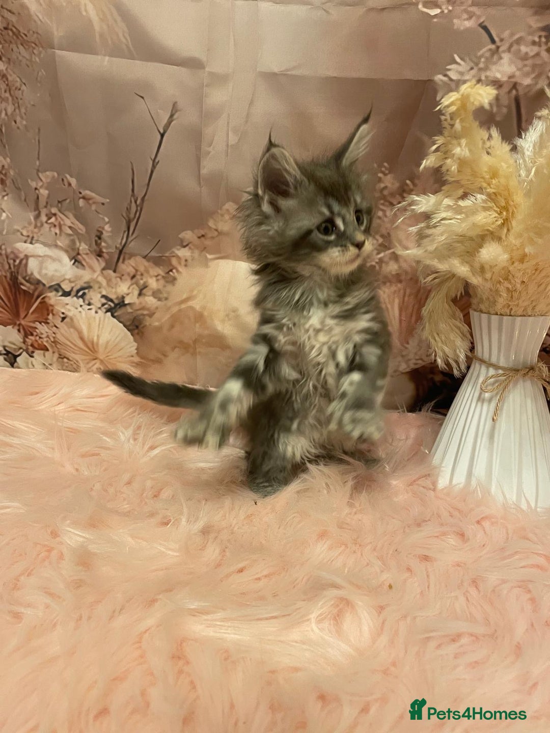 Maine Coon cats for sale: Maine Coon polydactyl (left two girls) - Advert 14