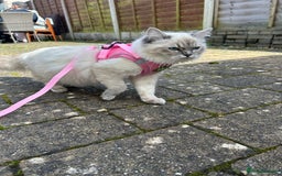 Ragdoll cats for sale: Adorable Ragdoll x Ragamuffin kittens - Image 2