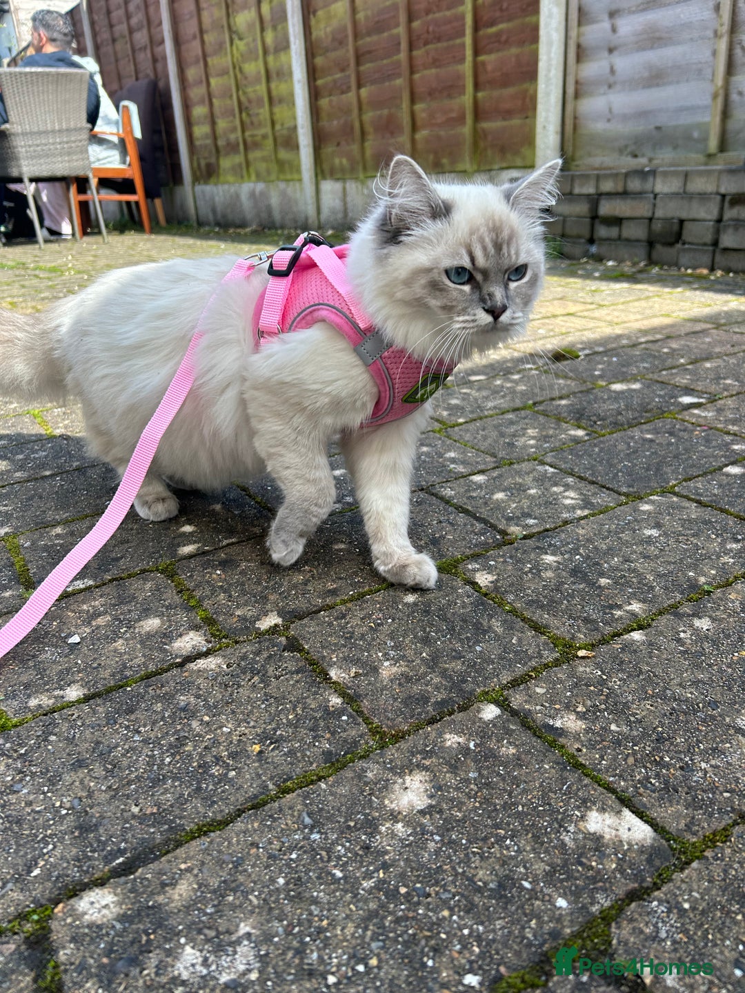 Ragdoll cats for sale: Adorable Ragdoll x Ragamuffin kittens - Image 2