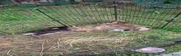 Netherland Dwarf rabbits for sale: Gorgeous Netherland Dwarf Rabbits - Advert 3