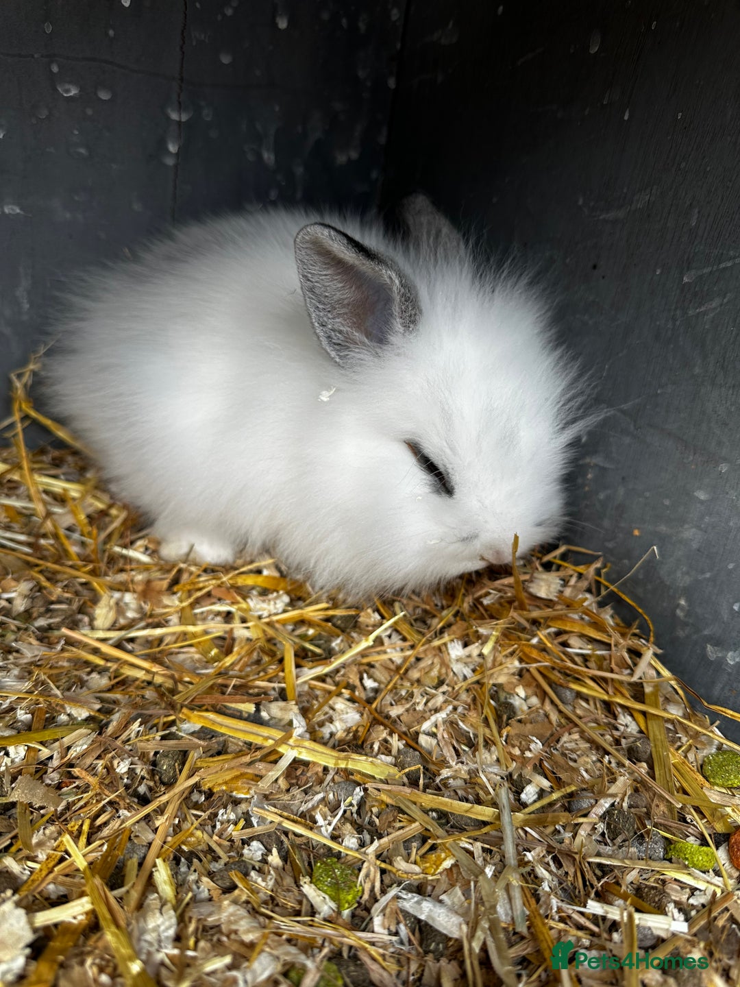 Lionhead rabbits for sale: Baby lion head rabbits for sale - Image 9