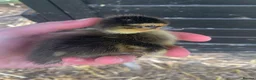 Ducks poultry for sale: Day old Call Ducks for sale!  - Advert 4