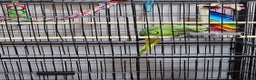 Parrots birds for sale: Indian ringneck parrot for sale - Advert 4