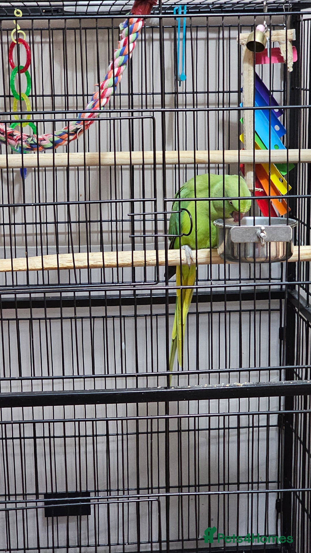 Parrots birds for sale: Indian ringneck parrot for sale - Advert 4