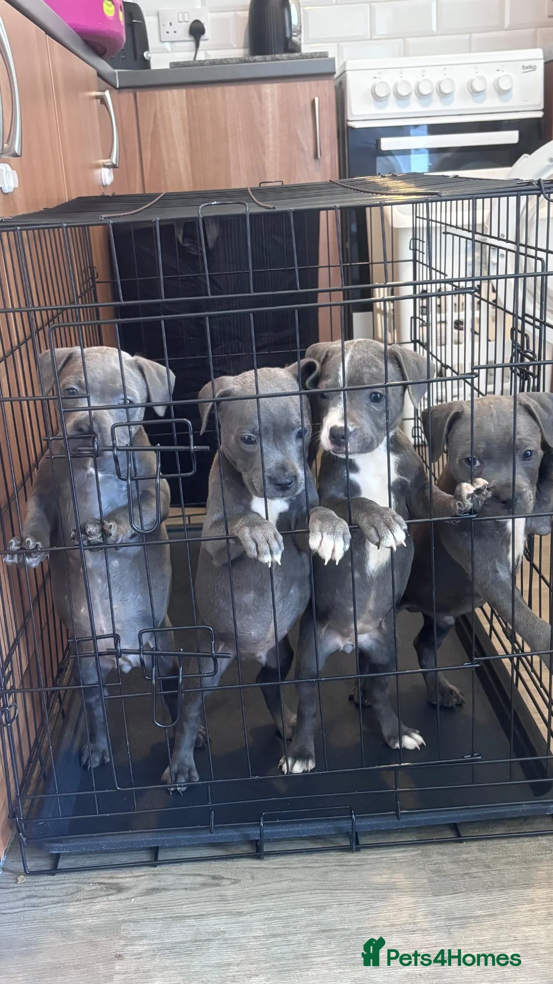 Staffordshire Bull Terrier dogs for sale: Beautiful staff pups - Advert 2