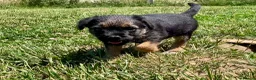 Border Terrier dogs for sale: Border Terrier female puppy - Advert 7