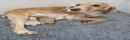 Cockapoo dogs for sale: 2 x Male Cockapoos  - Advert 3
