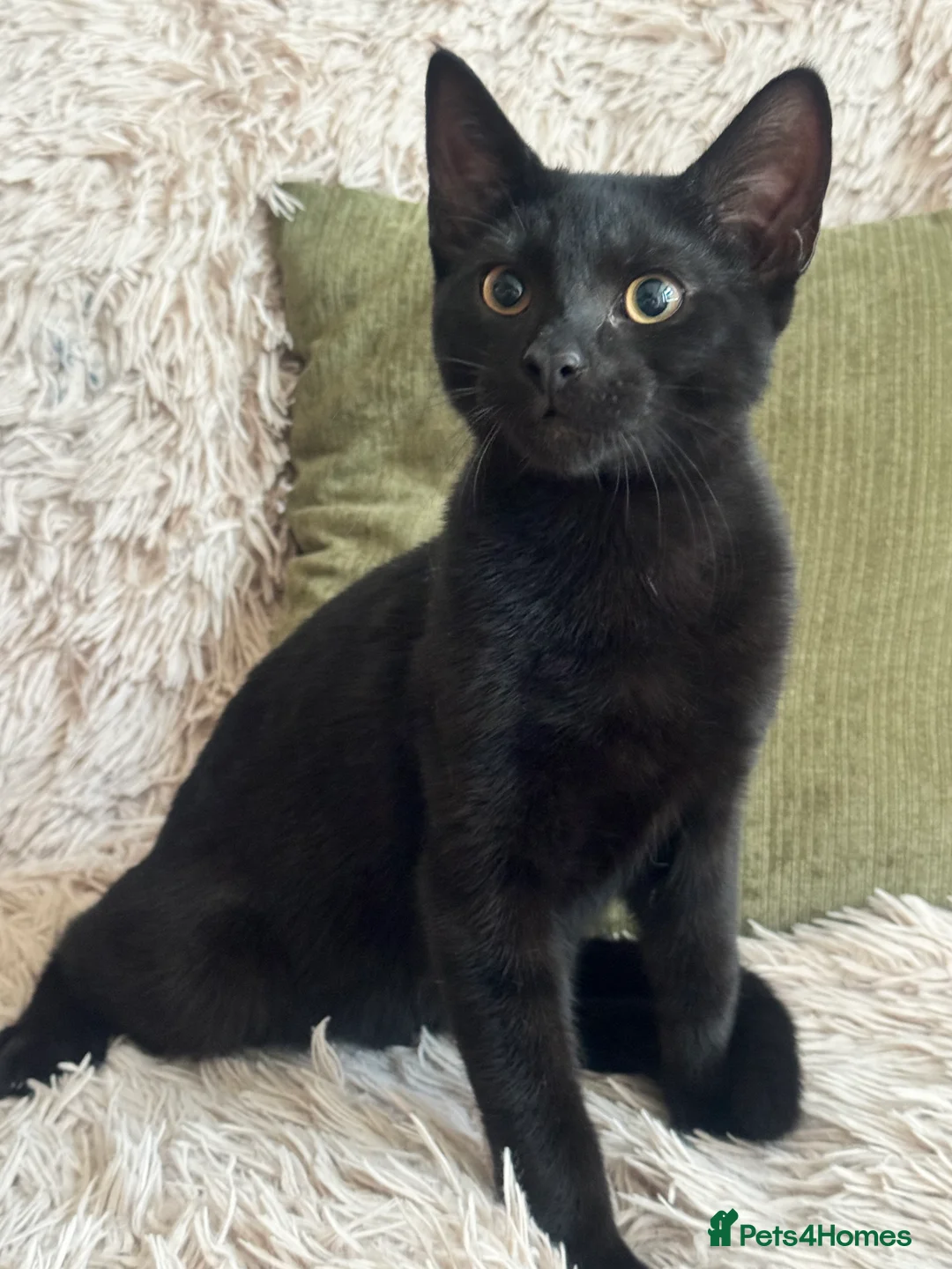 Domestic Shorthair cats for sale: Meet Our Three Handsome Boys - Advert 2