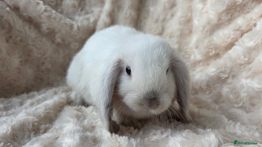 Mini Lop rabbits for sale: Pure Bred Mini Lop Baby Rabbits - Image 4