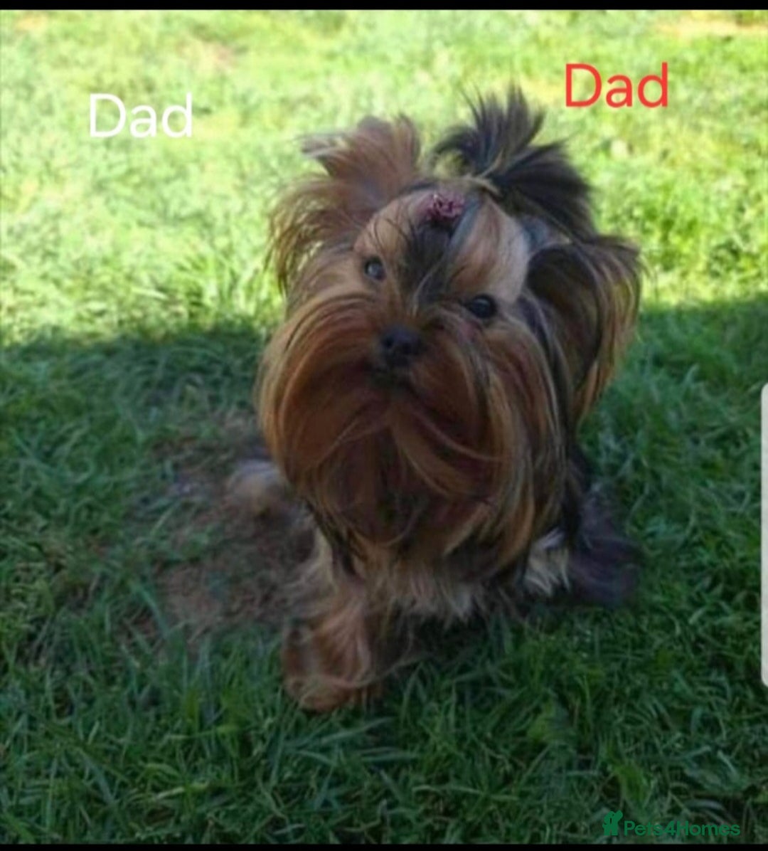 Yorkshire Terrier dogs for sale: YORKSHIRE Terrier Puppy  - Advert 3