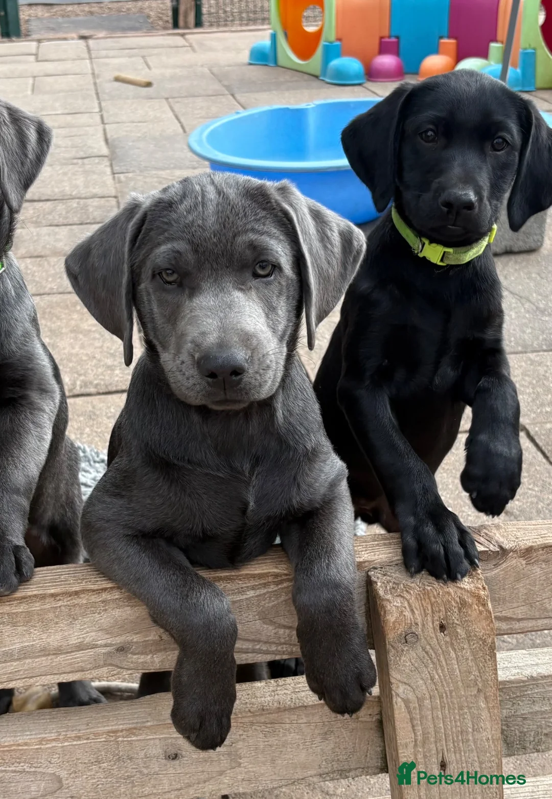 Labrador Retriever dogs for sale: Gorgeous KC Silver & Charcoal Labrador Pups - Advert 1