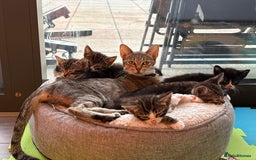 Mixed Breed cats for sale: 3 kittens for sale - Image 4