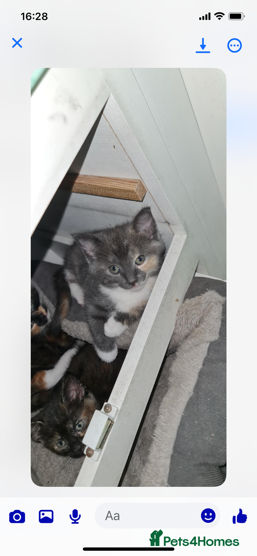 Mixed Breed cats for sale: Female Kitten  - Image 1