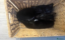 Mixed Breed cats for sale: 2 boys 1 girl  - Image 12