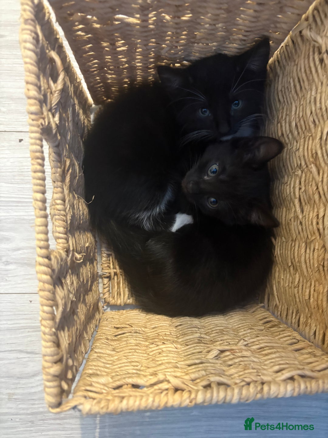 Mixed Breed cats for sale: 2 boys 1 girl  - Image 12