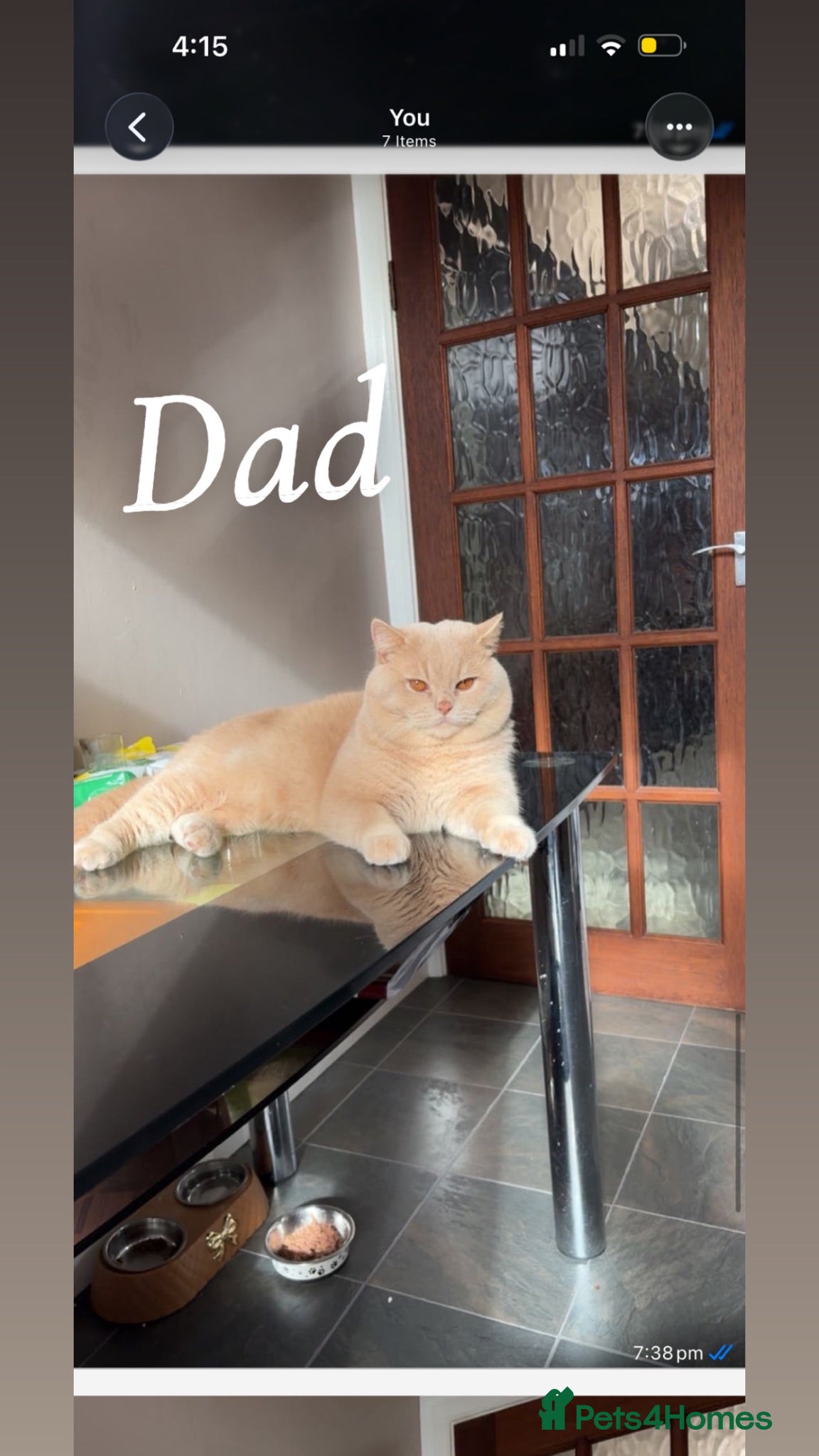 British Shorthair cats 2 beautiful British short hairs for sale  - Advert 5