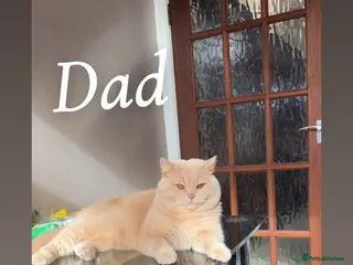 British Shorthair cats 2 beautiful British short hairs for sale - Advert 5