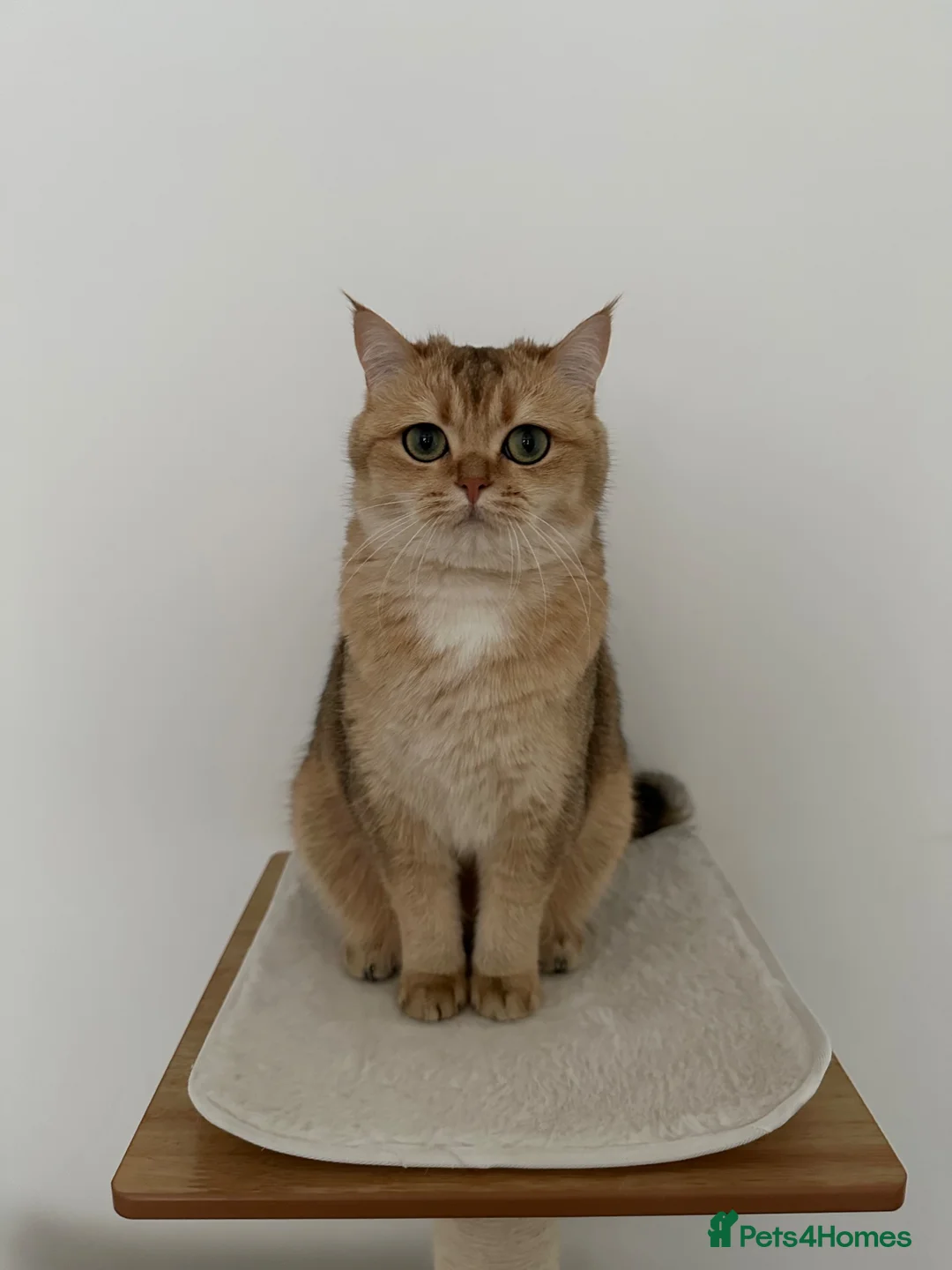 British Shorthair cats for sale: Beautiful golden BSH looking for a loving home - Advert 2