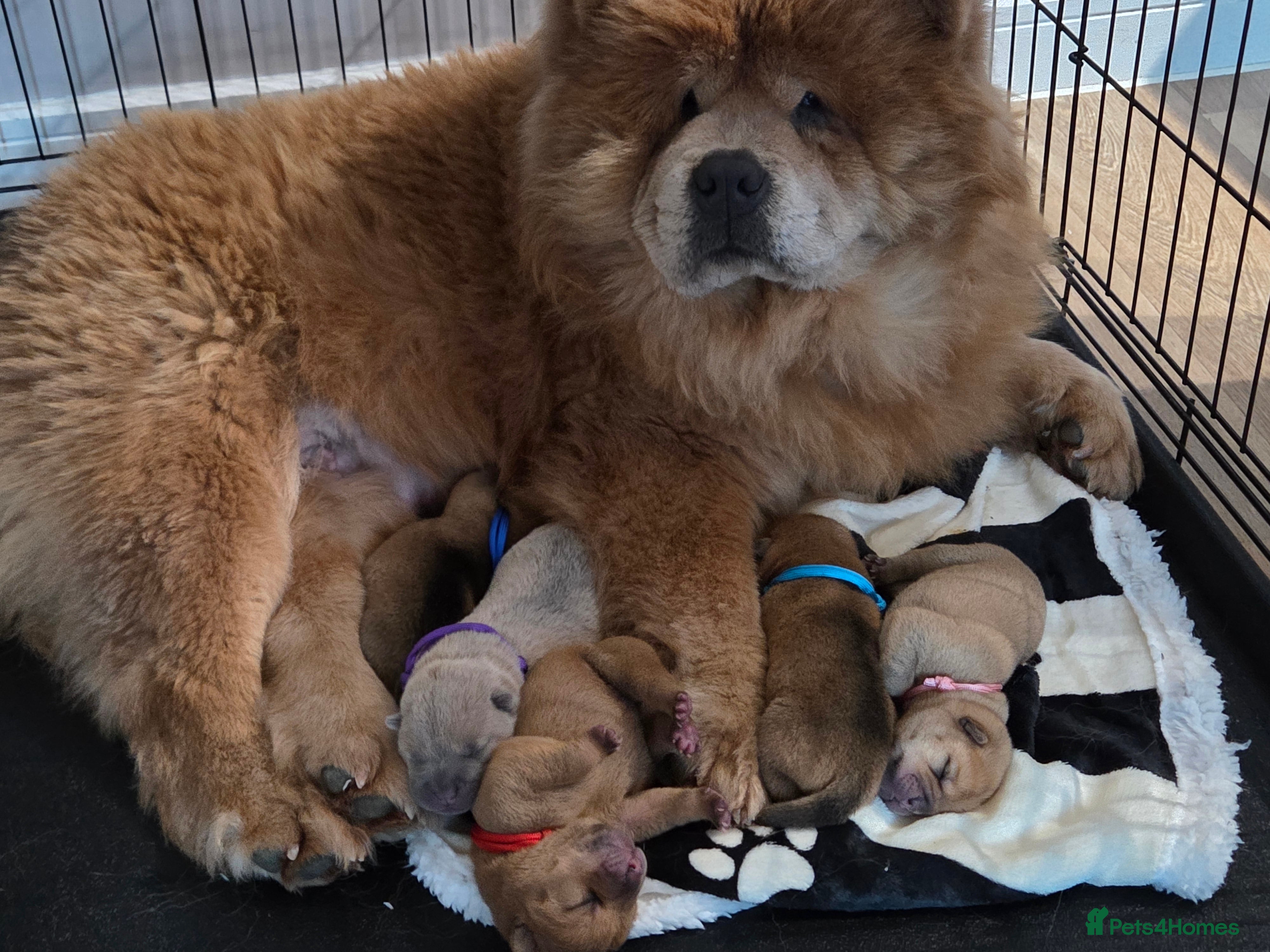 Mixed Breed dogs Chow Pei puppies - Advert 4