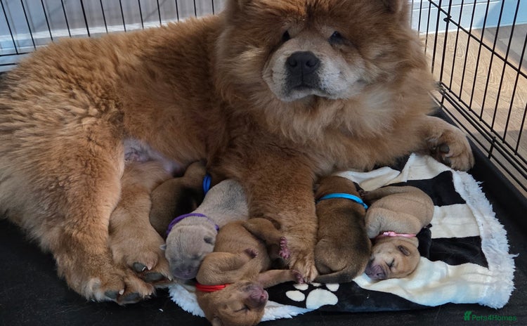 Mixed Breed dogs Chow Pei puppies - Advert 4