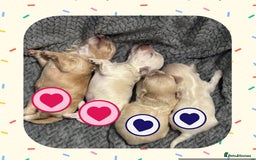 Maltipoo dogs for sale: ⭐️F1 PRA clear, tiny Ukraine Maltipoos - Image 4