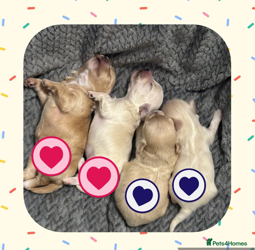 Maltipoo dogs for sale: ⭐️F1 PRA clear, tiny Ukraine Maltipoos - Image 4