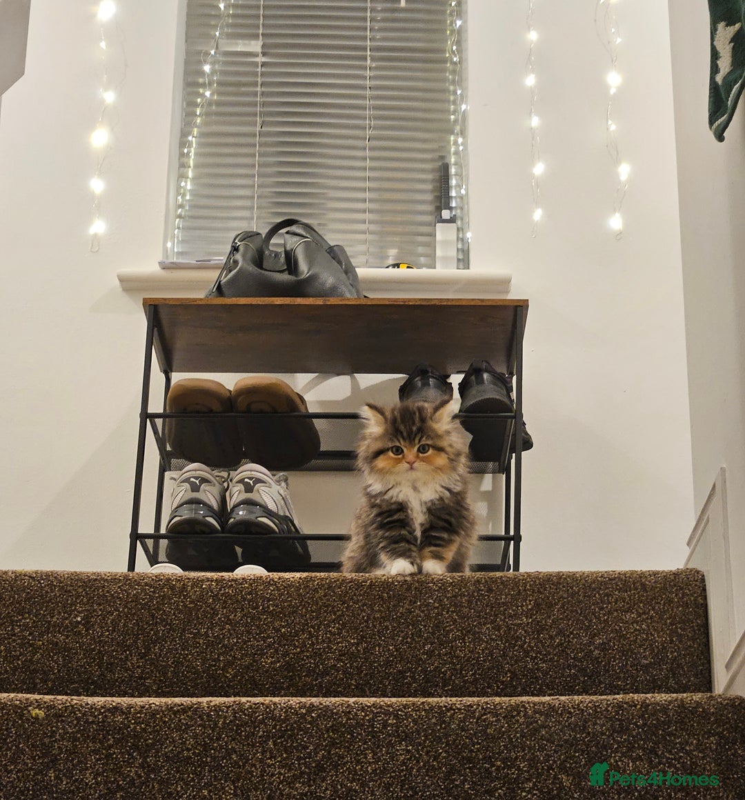 Persian cats for sale: Rare and Stunning Persian Girl  - Advert 8