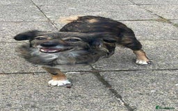 Mixed Breed dogs for adoption:   Meet Matilda – a Brave Little Tripaw  - Image 3