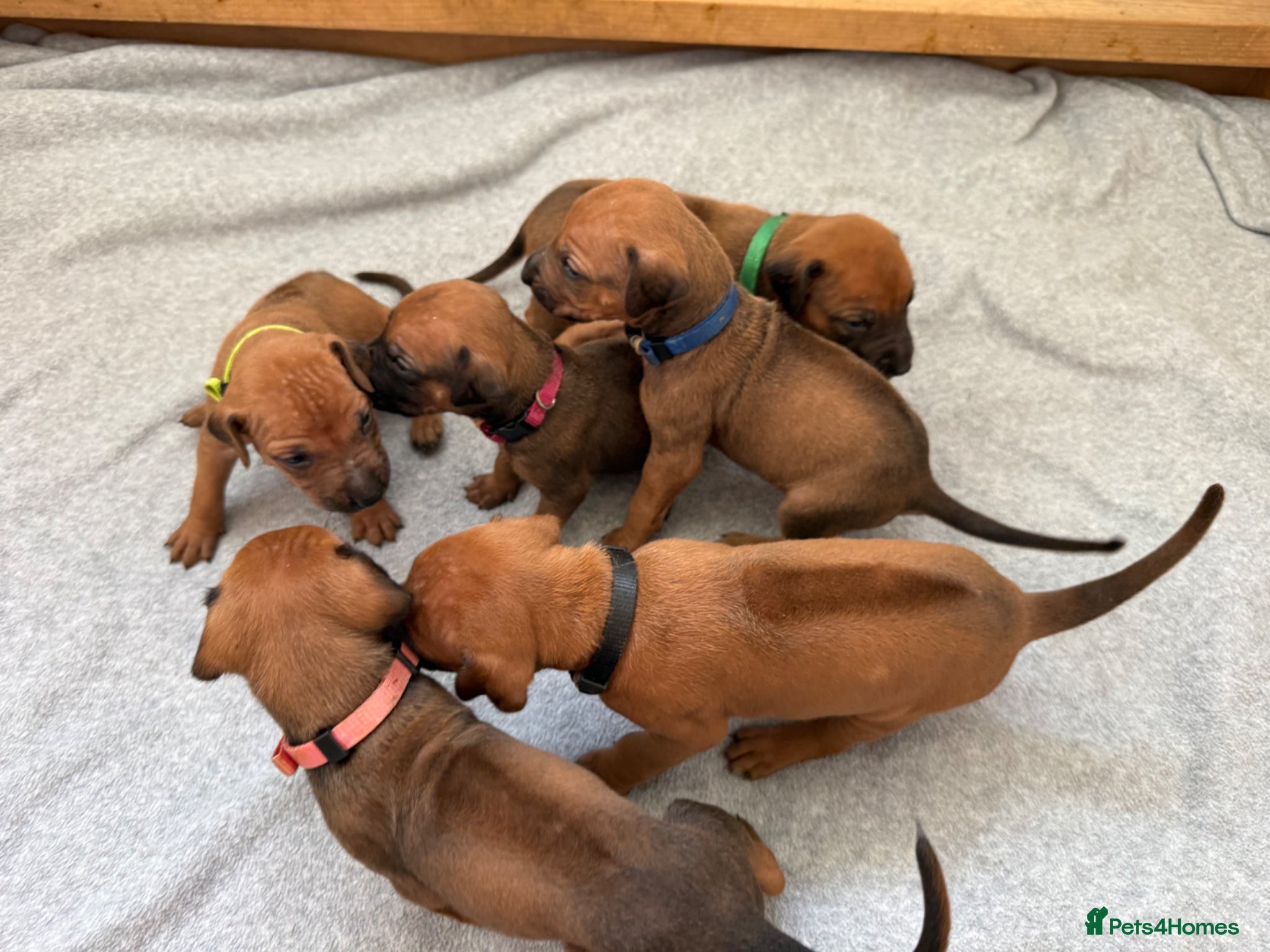 Rhodesian Ridgeback dogs Rhodesian Ridgeback Puppies - Advert 2