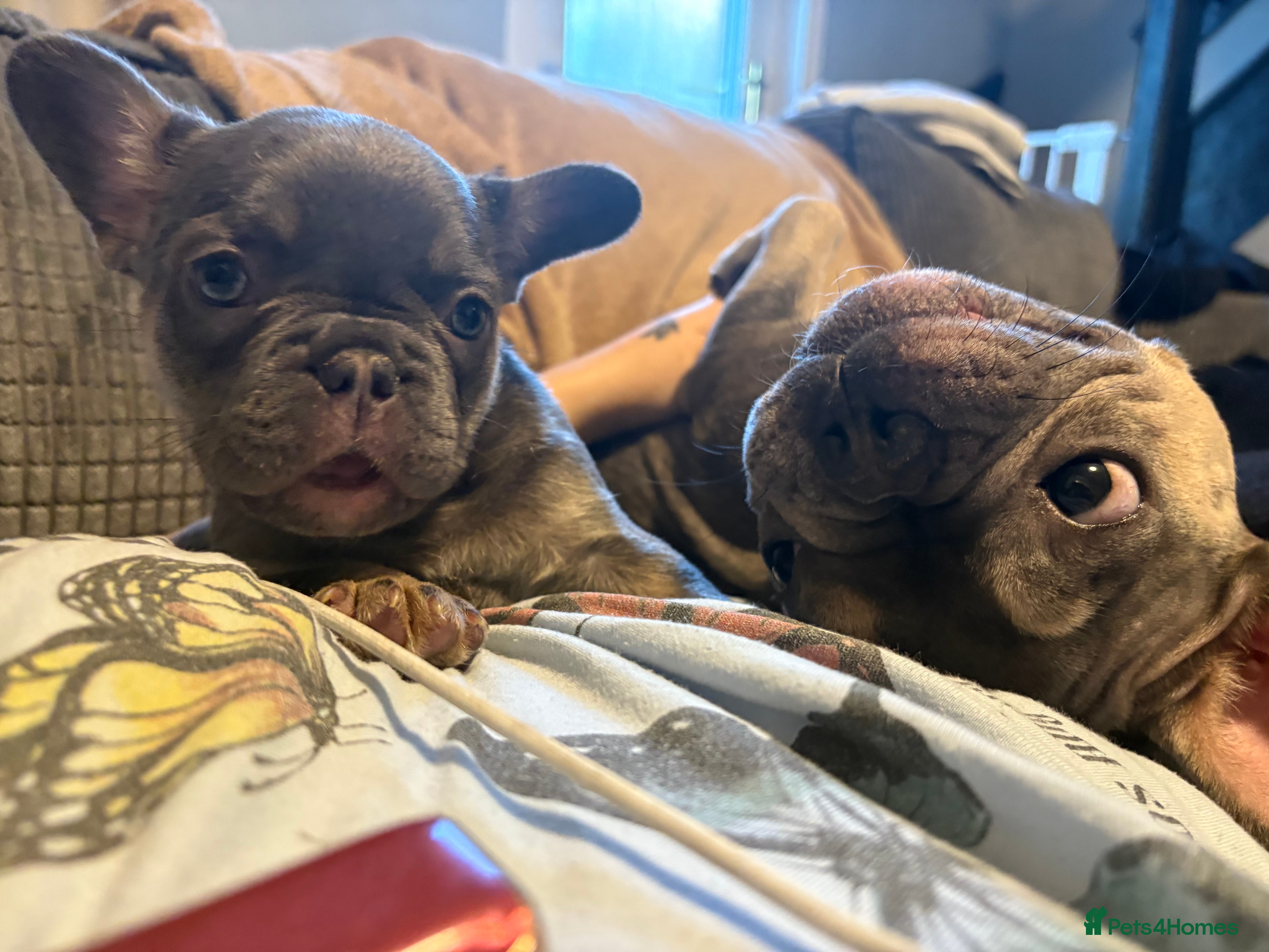 French Bulldog dogs Ready to leave 2 Kc reg Frenchies🐾 - Advert 23
