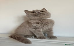 British Shorthair cats for sale: Ready🏡British Shorthair Chuky Kittens - Image 28