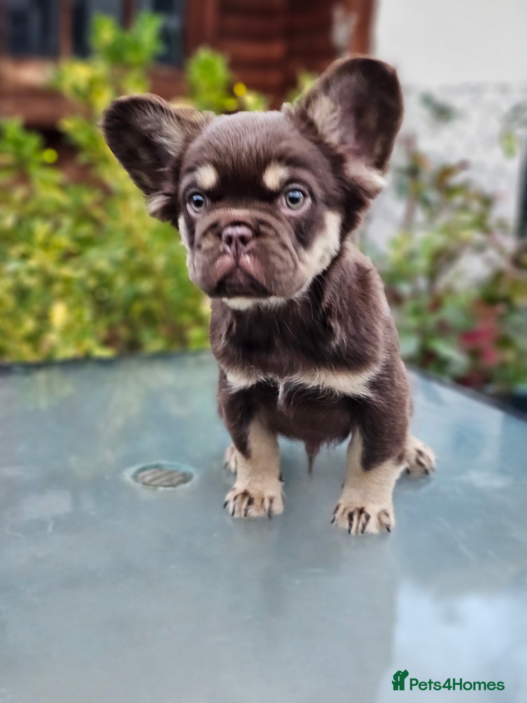 French Bulldog dogs for sale: Chocolate Rojo tan fluffy French bulldog  - Image 14