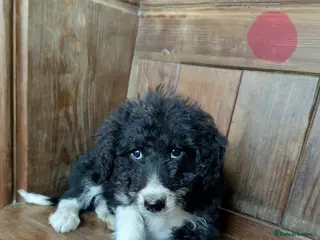 Bordoodle dogs Standard Bordoodle/Colliepoodle Puppies - Advert 12