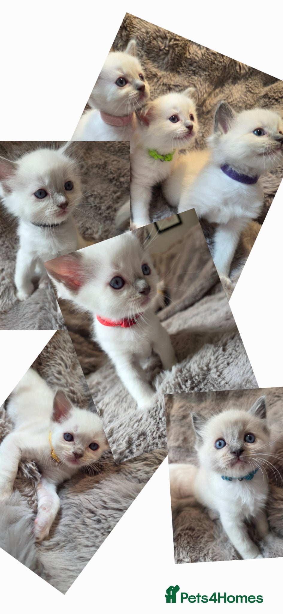 Ragdoll cats EXTENSIVELY TESTED LILAC&BLUE GCCF RAGDOLL KITTENS - Advert 1