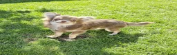 Chihuahua dogs for sale: 2 Gorgeous long coat female chihuahuas - Advert 5
