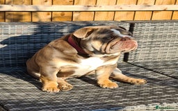 English Bulldog dogs for sale: ENGLISH BULLDOG FEMALE LILAC TRI - Image 3