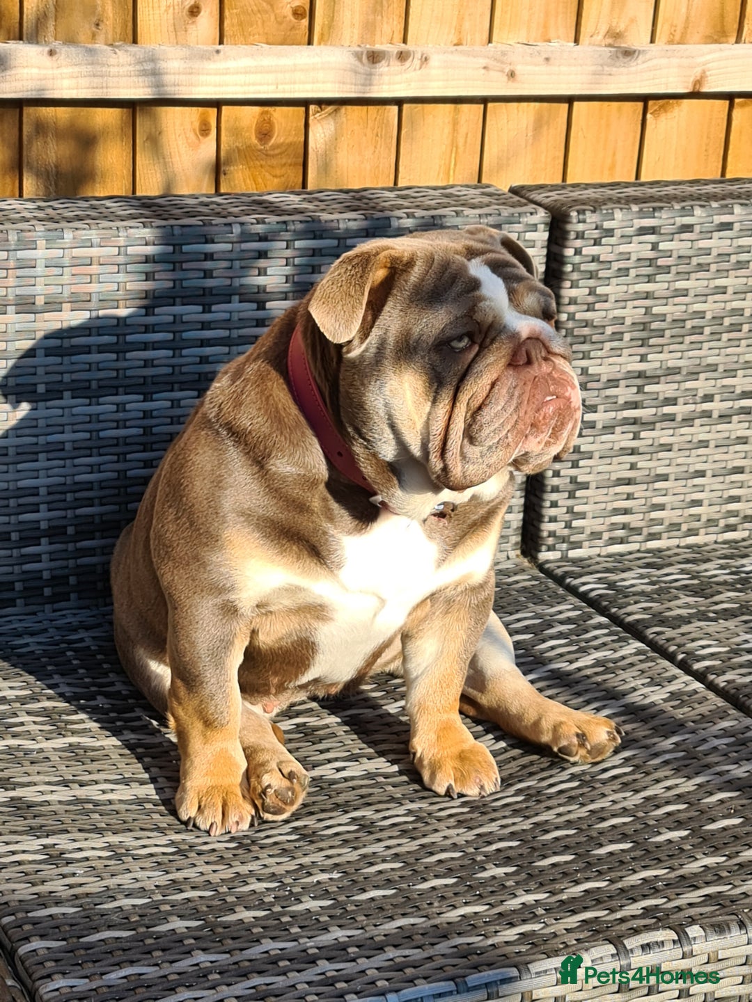 English Bulldog dogs for sale: ENGLISH BULLDOG FEMALE LILAC TRI - Image 3