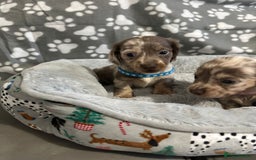 Miniature Dachshund dogs for sale: Miniature dachshunds  - Advert 5