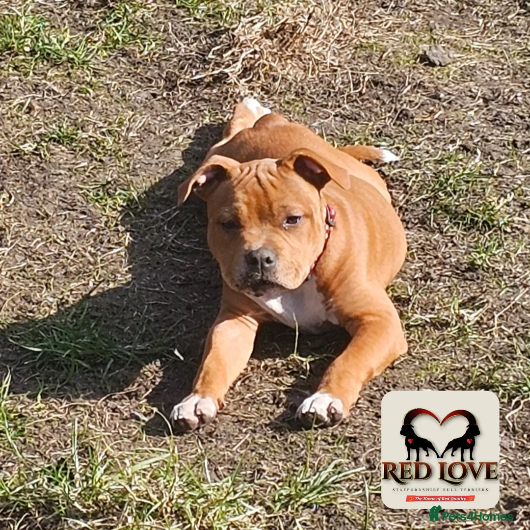 Staffordshire Bull Terrier dogs for sale: FUTURE RED PERFECTION KC PUPPIES - Image 6