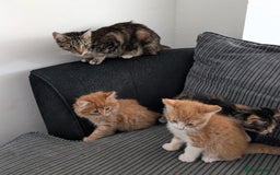 Mixed Breed cats for sale: Kitten  - Image 9