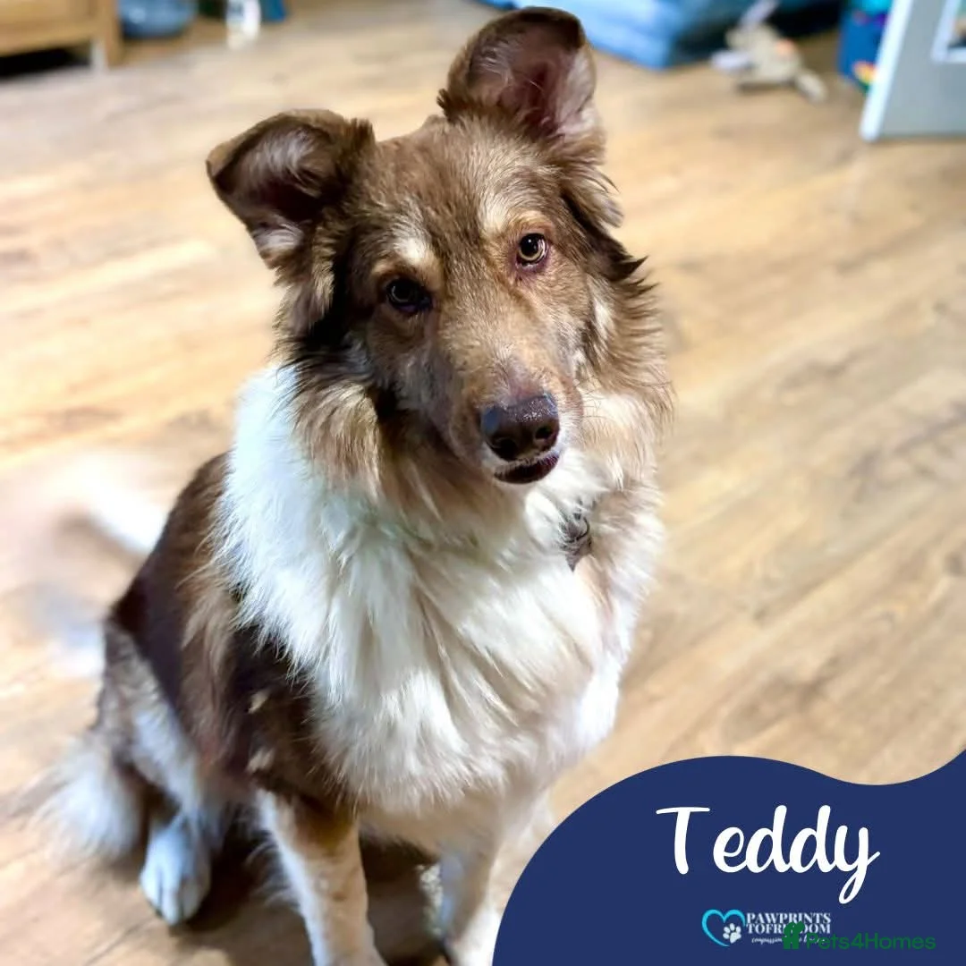 Mixed Breed dogs for adoption: Meet Teddy, currently residing in Lincolnshire  in Mablethorpe - Advert 1