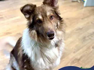 Mixed Breed dogs Meet Teddy, currently residing in Lincolnshire in Mablethorpe - Advert 4