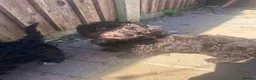 Cockapoo dogs for sale: Stunning little of 6 cockapoo puppies  - Advert 7