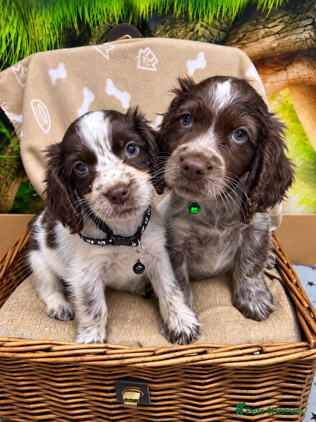 Cocker Spaniel dogs Choc Roan Cocker Spaniel Puppies- Dad DNA CLEAR - Advert 1