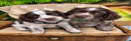 Cocker Spaniel dogs for sale: Choc Roan Cocker Spaniel Puppies- Dad DNA CLEAR - Advert 1