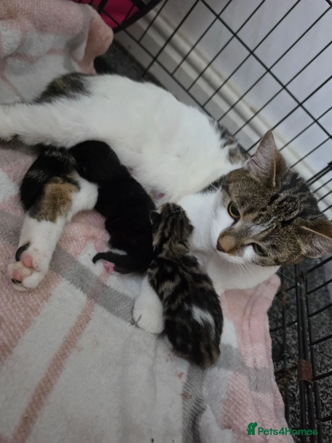 Mixed Breed cats for sale: Adorable kittens in Barnsley - Advert 1